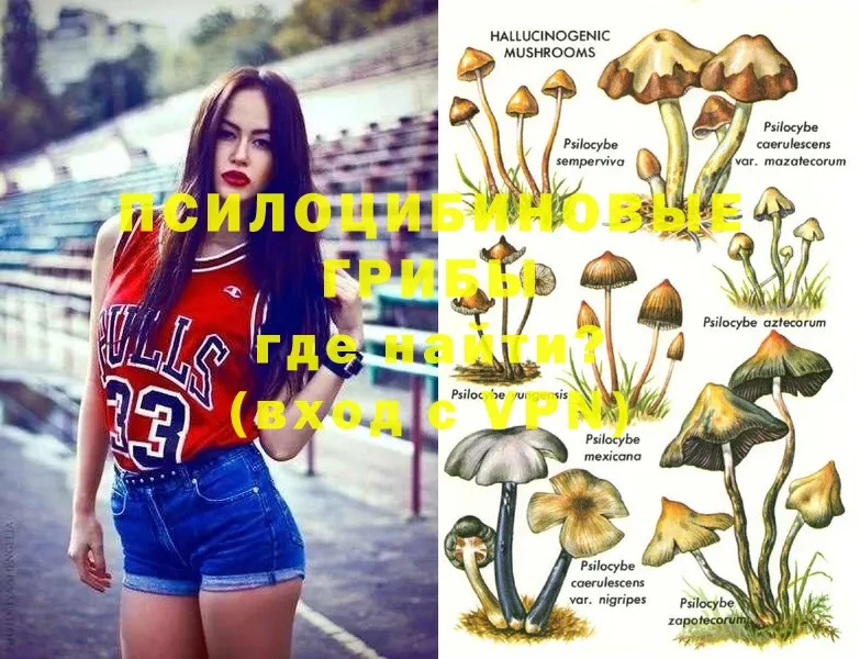 где можно купить   Тверь  Псилоцибиновые грибы MAGIC MUSHROOMS 